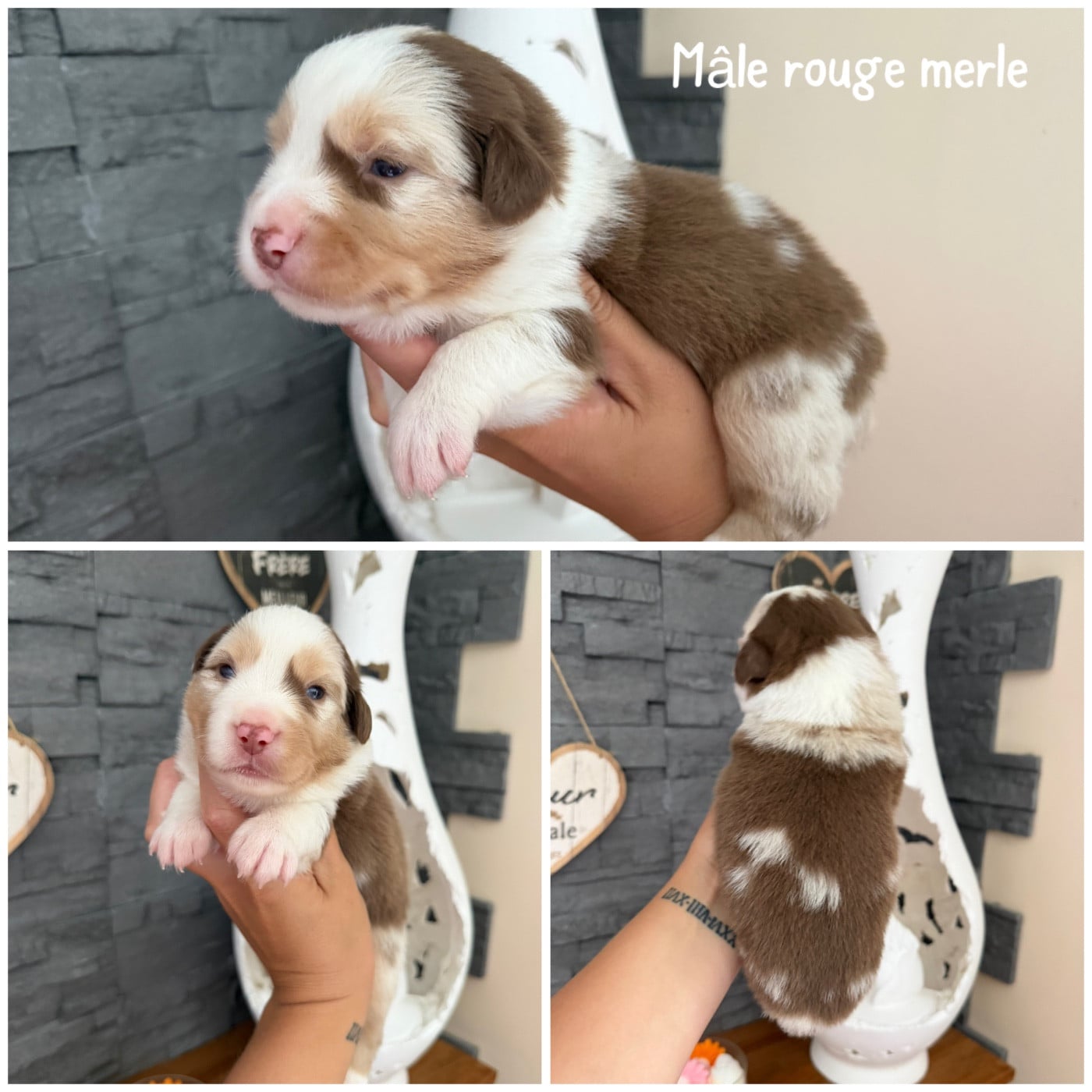 Rouge merle 1 - Berger Américain Miniature