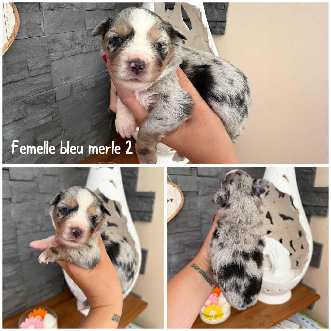 Bleu merle 2 - Berger Américain Miniature