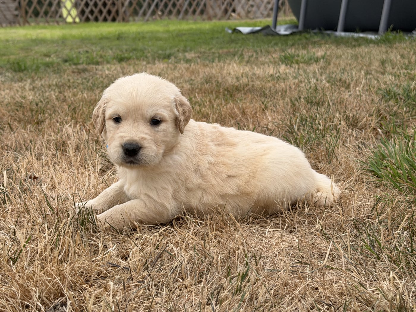 Mâle collier bleu clair - Golden Retriever