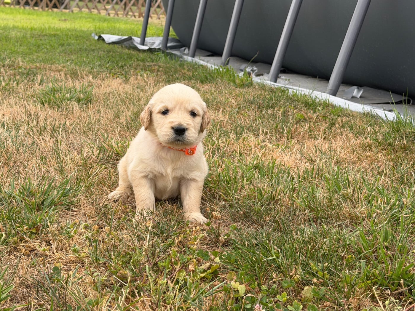 Mâle collier orange - Golden Retriever