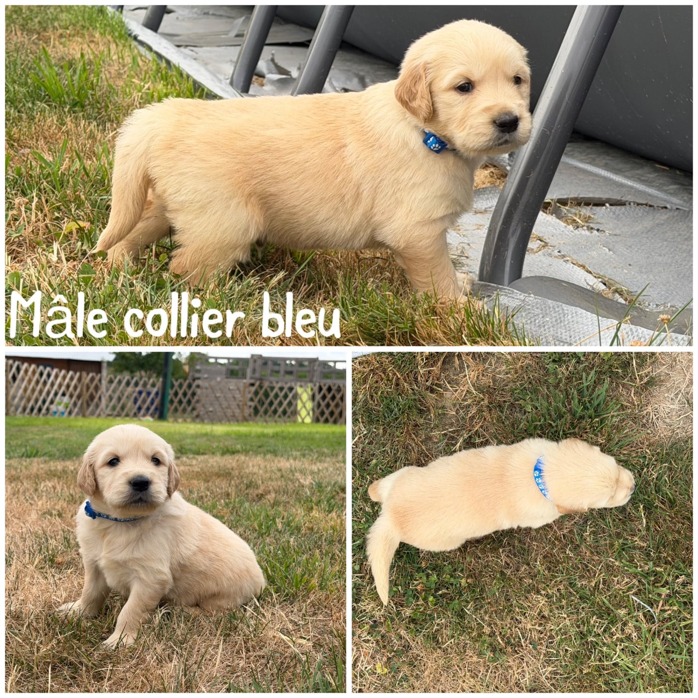 Mâle collier bleu - Golden Retriever