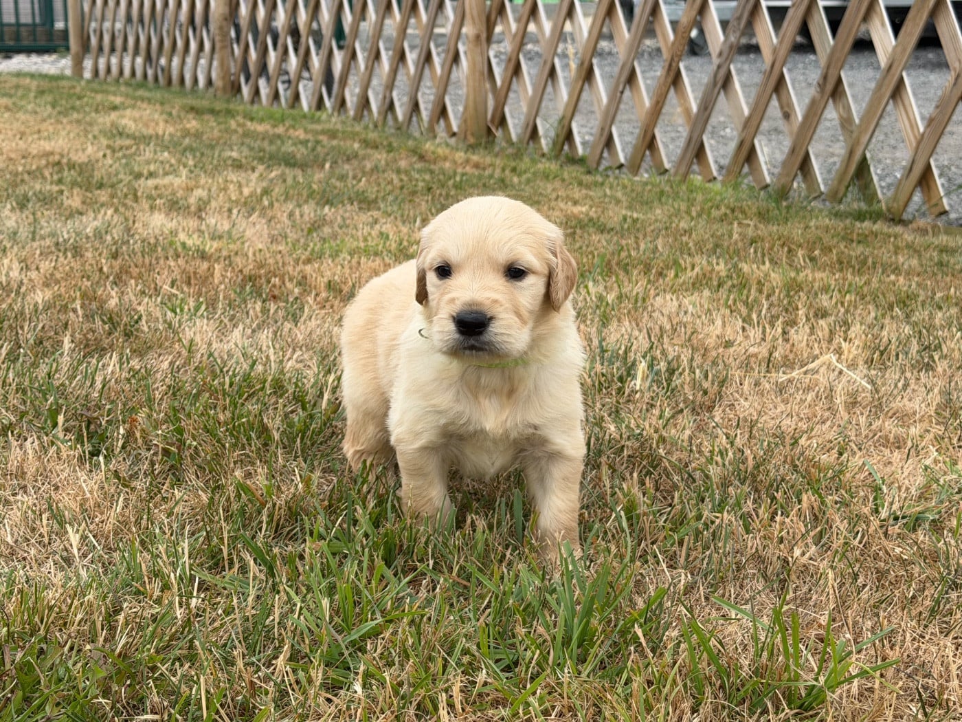 Mâle collier vert fluo - Golden Retriever