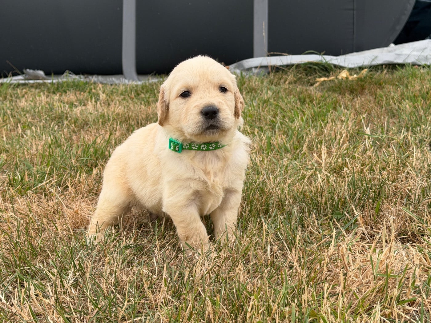 Mâle collier vert - Golden Retriever