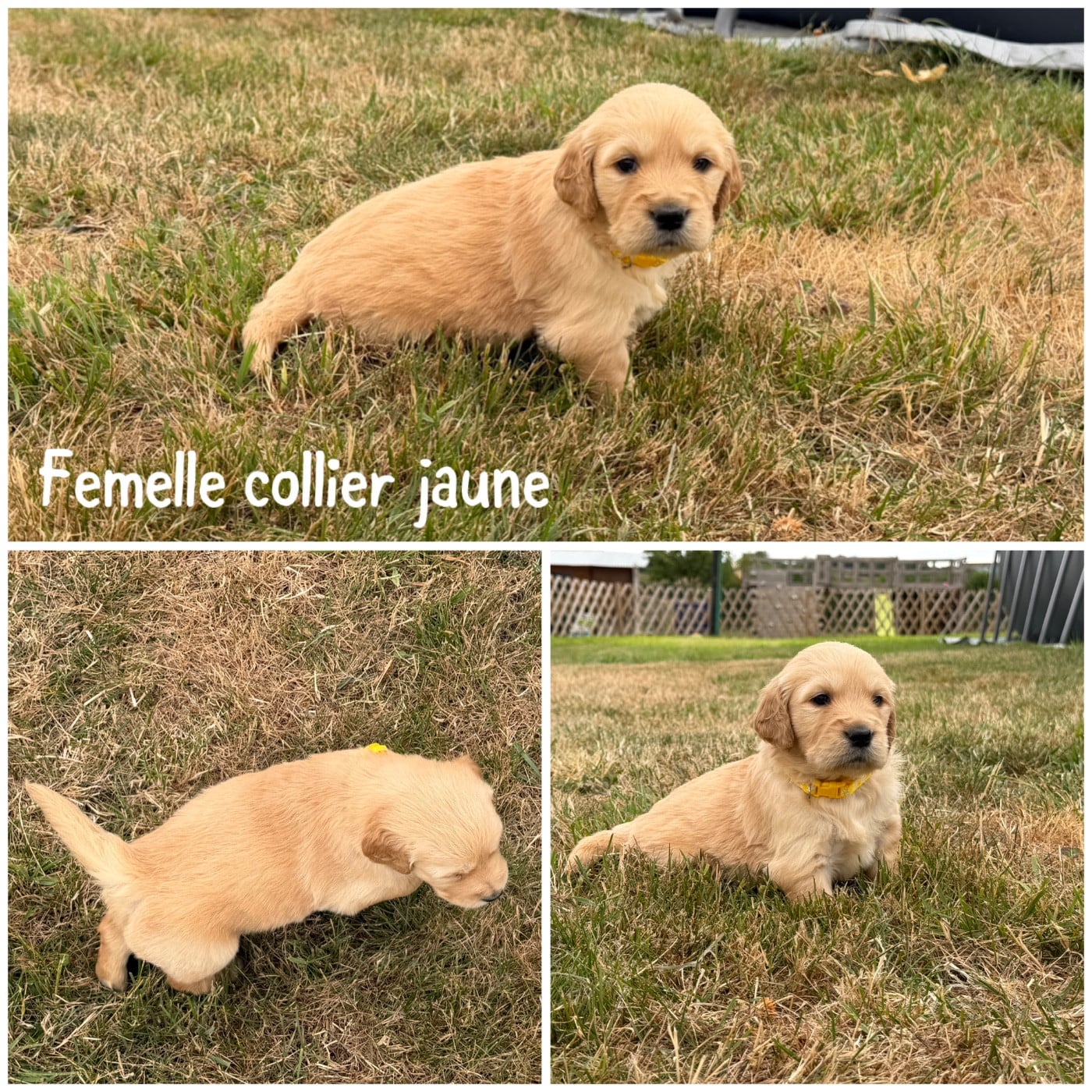 Femelle collier jaune - Golden Retriever