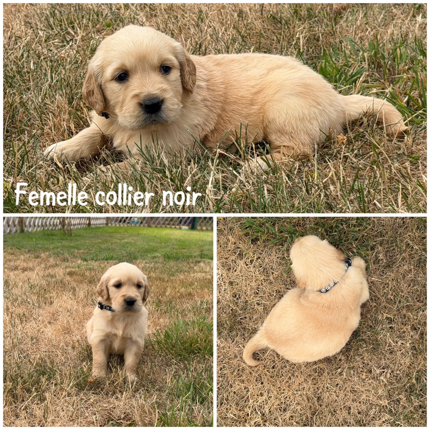 Femelle collier noir - Golden Retriever