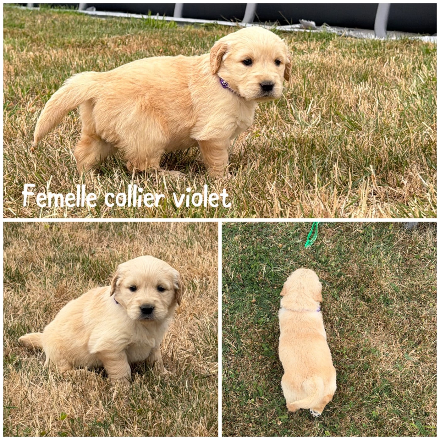 Femelle collier violet - Golden Retriever