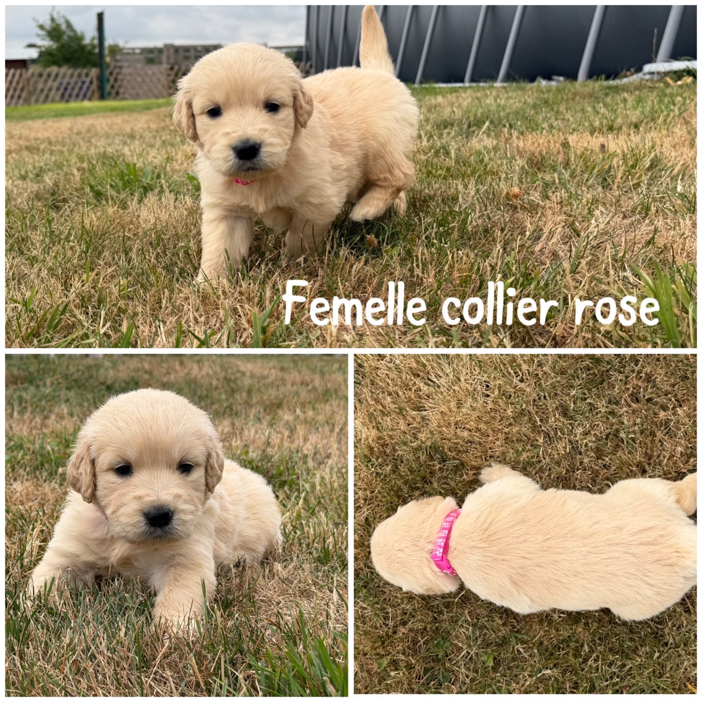 Femelle collier rose - Golden Retriever
