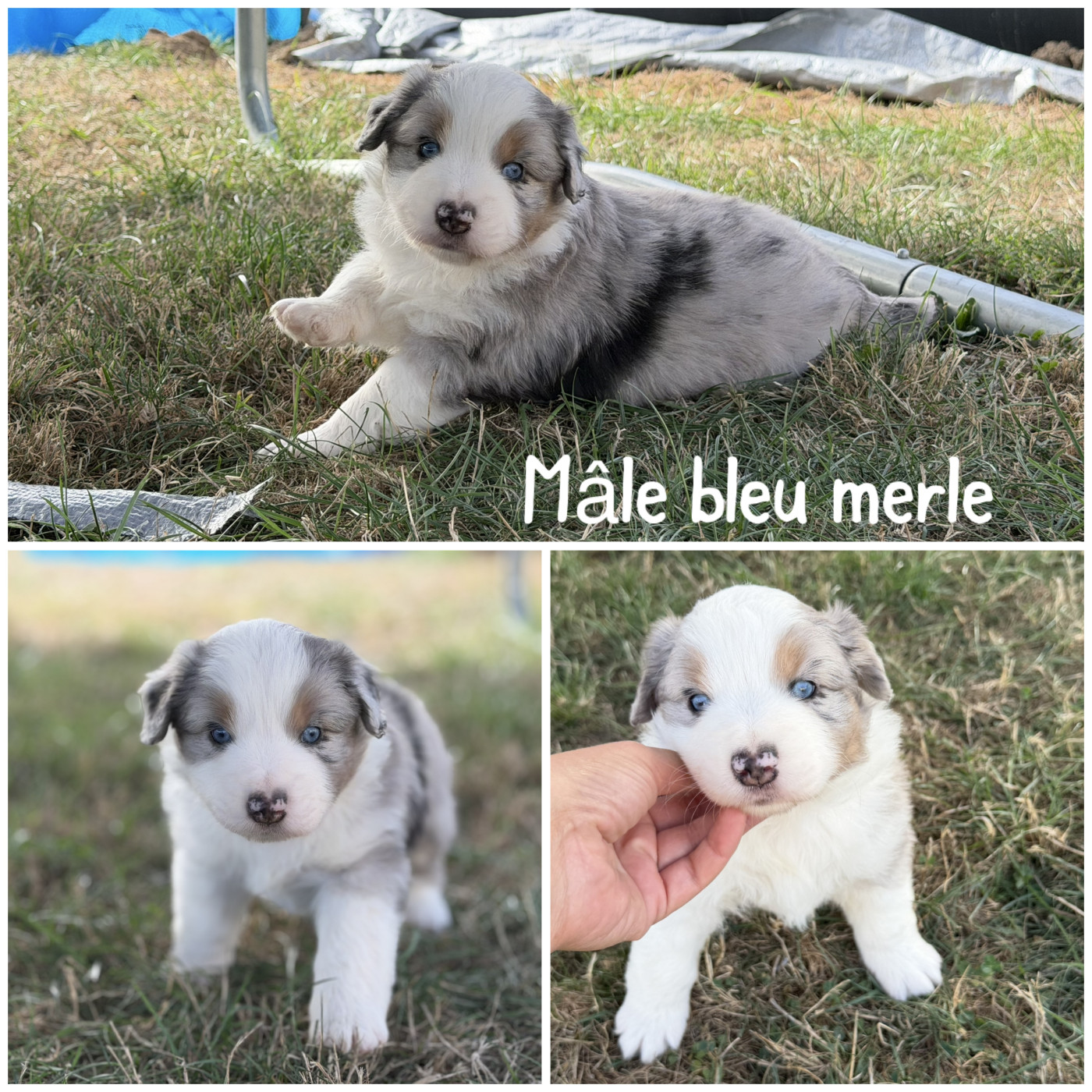 Mâle bleu merle - Berger Américain Miniature 