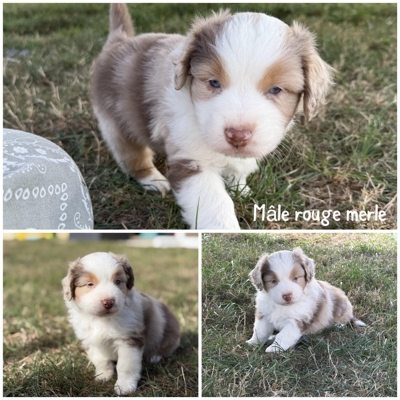 Mâle rouge merle - Berger Américain Miniature 