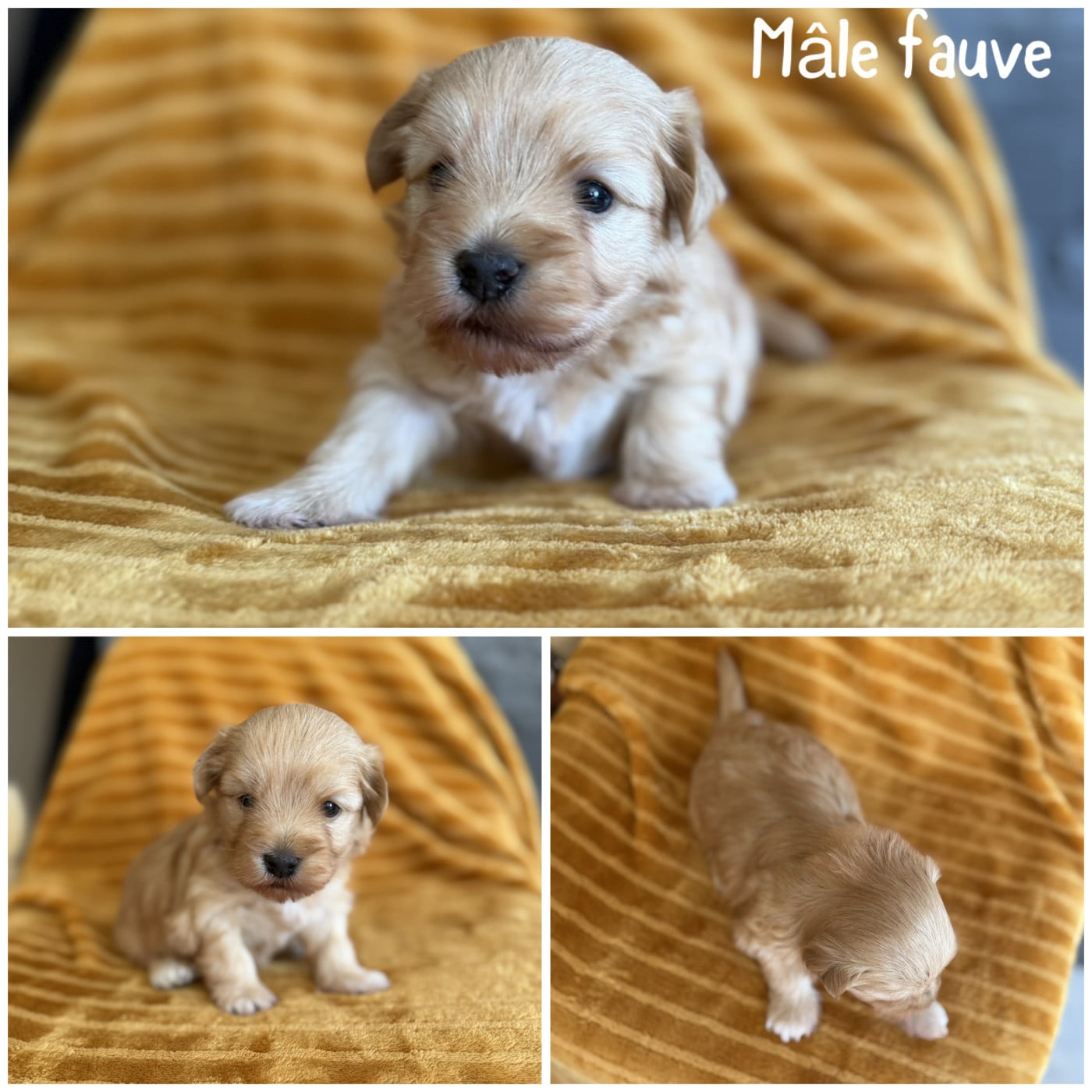 Mâle fauve - Bichon Havanais