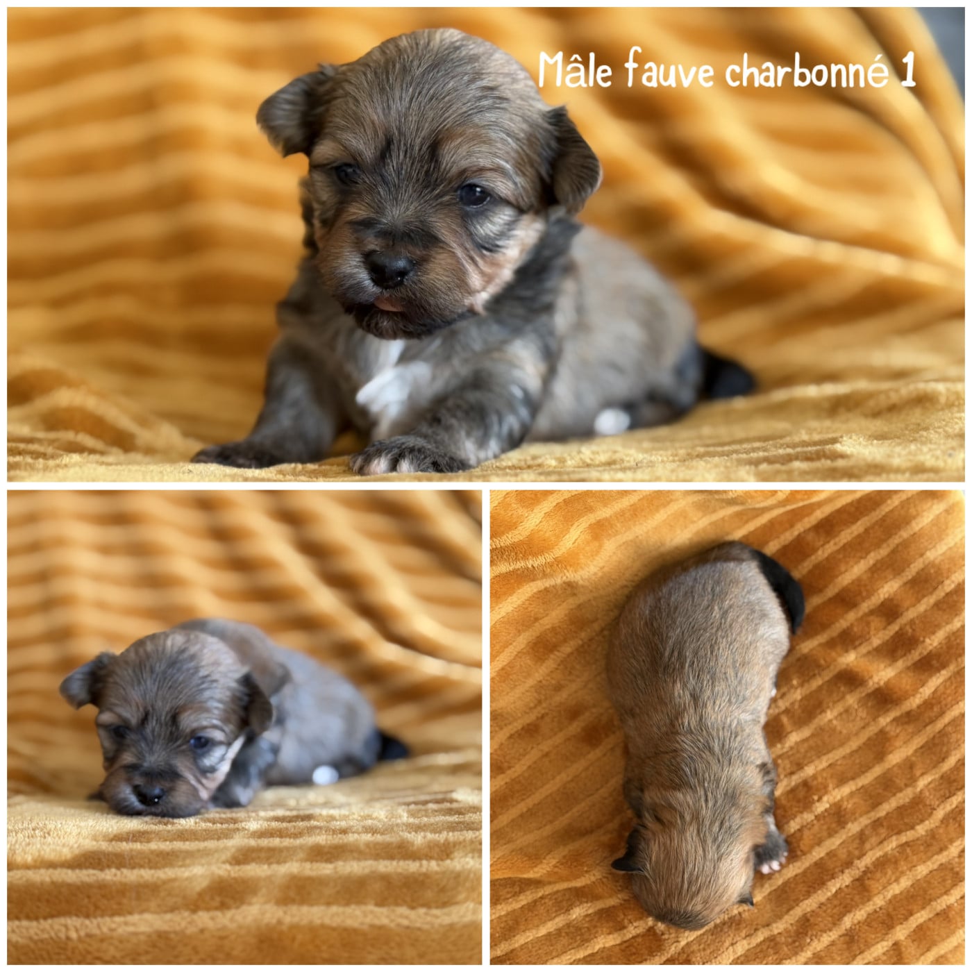 Mâle fauve charbonné 1 - Bichon Havanais