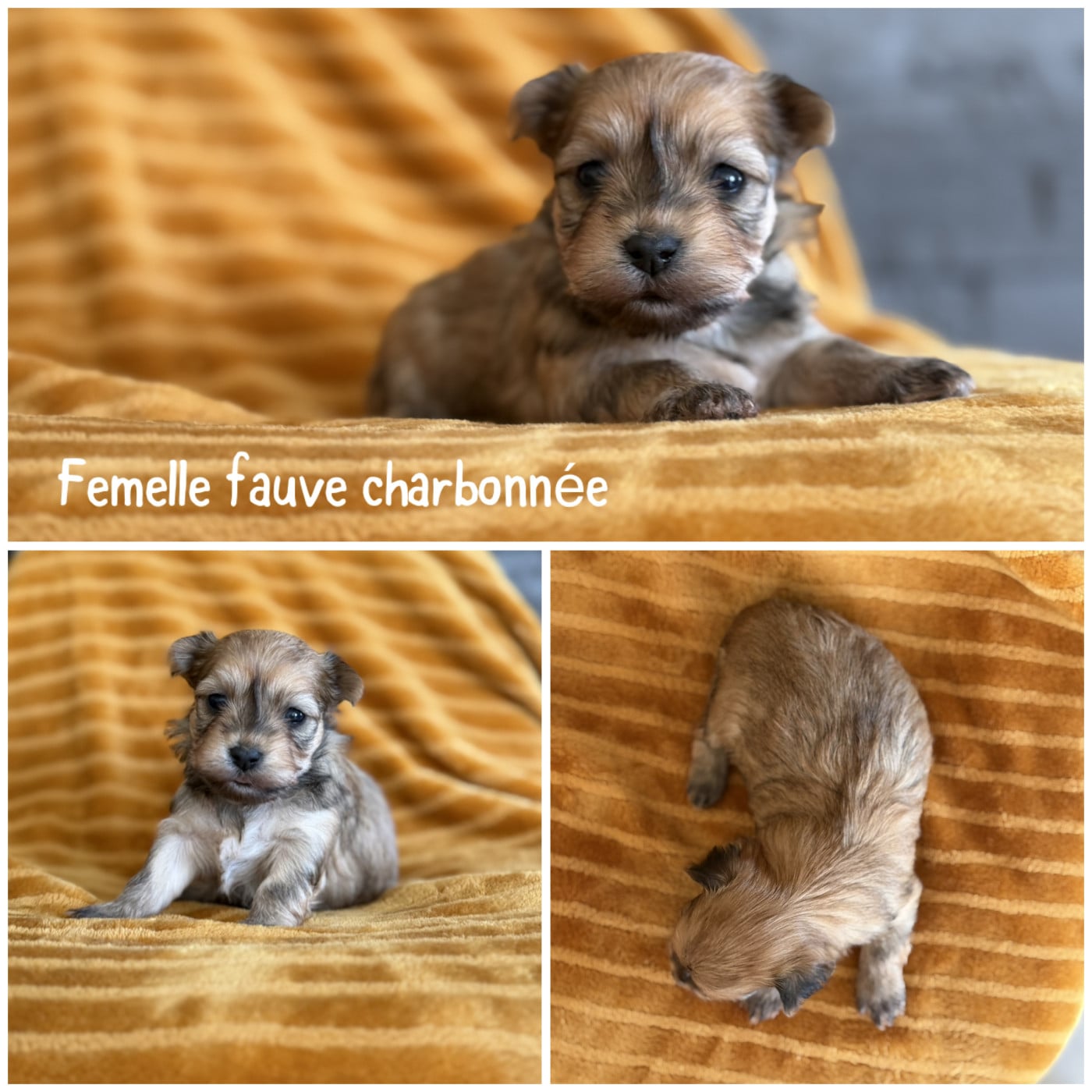 Femelle fauve charbonnée - Bichon Havanais