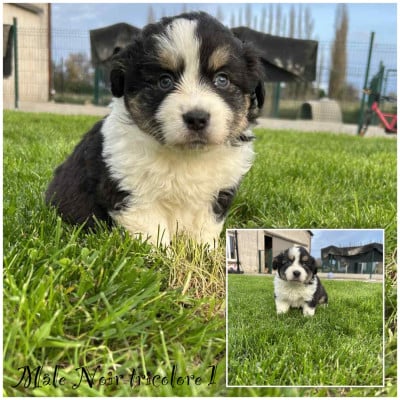 Les chiots de Berger Américain Miniature 