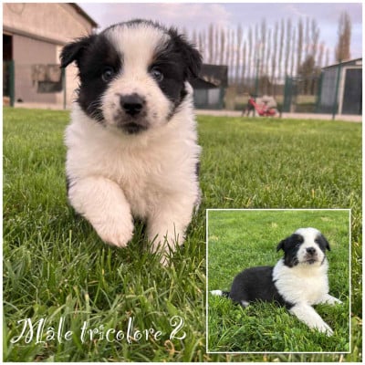 Les chiots de Berger Américain Miniature 