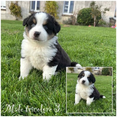 Les chiots de Berger Américain Miniature 