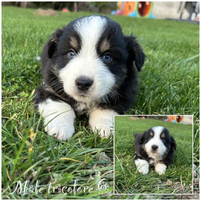 Les chiots de Berger Américain Miniature 