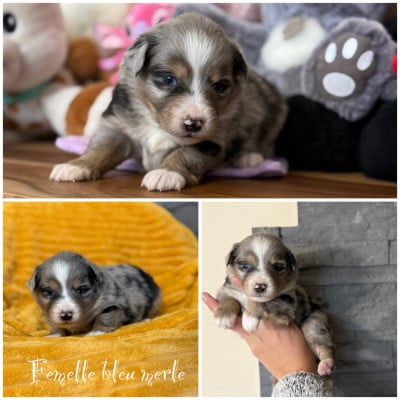 Les chiots de Berger Américain Miniature 