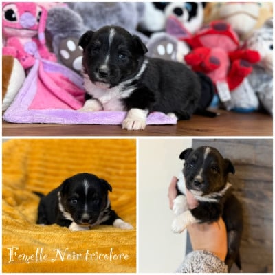 Les chiots de Berger Américain Miniature 