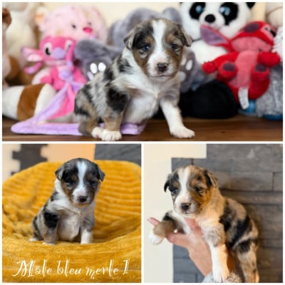 Les chiots de Berger Américain Miniature 