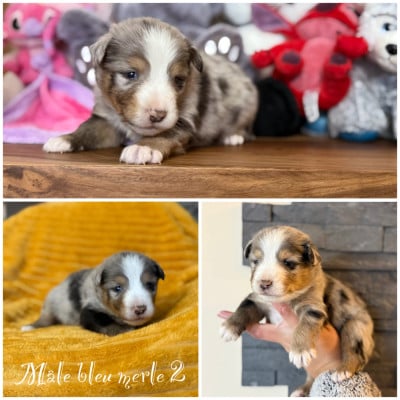 Les chiots de Berger Américain Miniature 