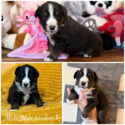 Les chiots de Berger Américain Miniature 