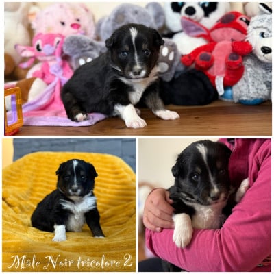 Les chiots de Berger Américain Miniature 