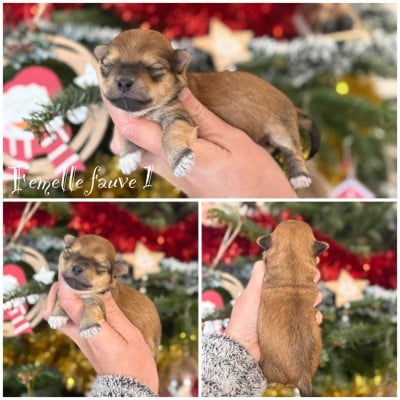 Les chiots de Bichon Havanais