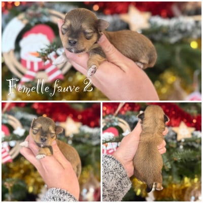 Les chiots de Bichon Havanais