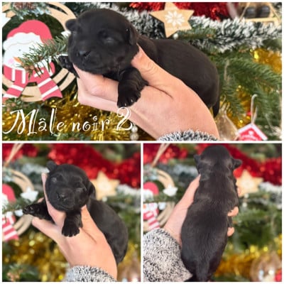 Les chiots de Bichon Havanais