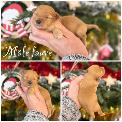 Les chiots de Bichon Havanais