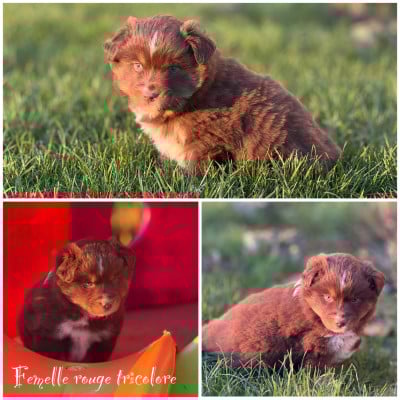 Les chiots de Berger Américain Miniature 