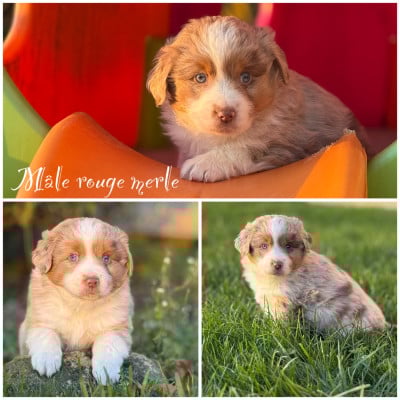 Les chiots de Berger Américain Miniature 