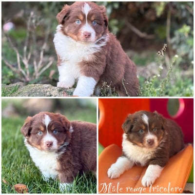 Les chiots de Berger Américain Miniature 