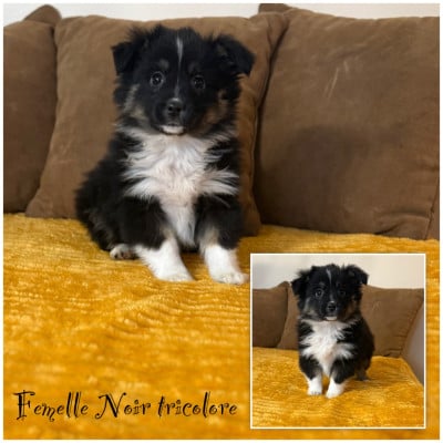 Les chiots de Berger Américain Miniature