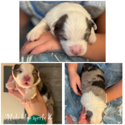 Mâle bleu merle 2 - Berger Américain Miniature 