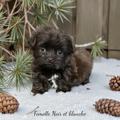 Les chiots de Bichon Havanais