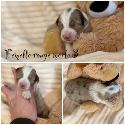 Les chiots de Berger Américain Miniature