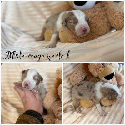 Les chiots de Berger Américain Miniature