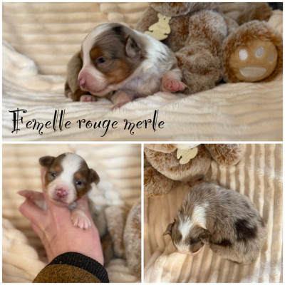 Les chiots de Berger Américain Miniature