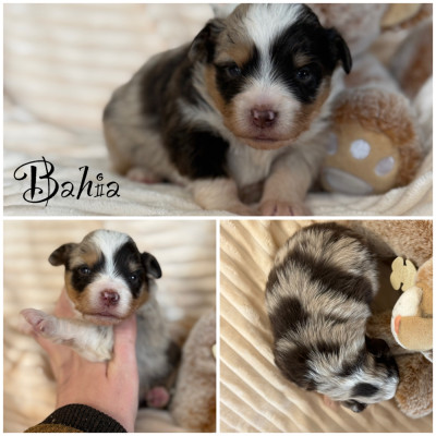 Les chiots de Berger Américain Miniature