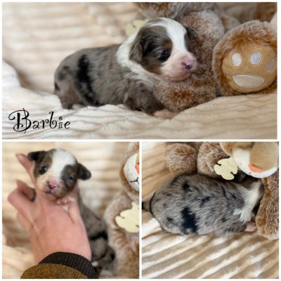 Les chiots de Berger Américain Miniature