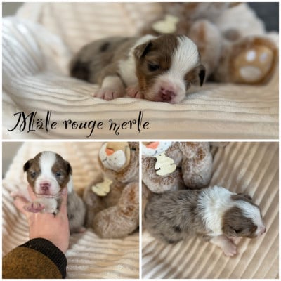 Les chiots de Berger Américain Miniature