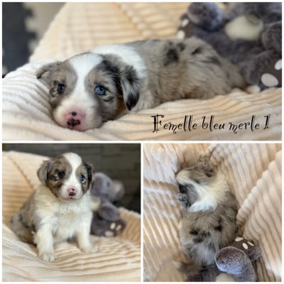 Les chiots de Berger Américain Miniature