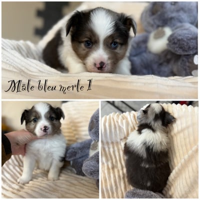 Les chiots de Berger Américain Miniature