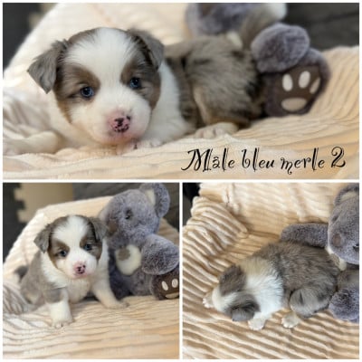 Les chiots de Berger Américain Miniature