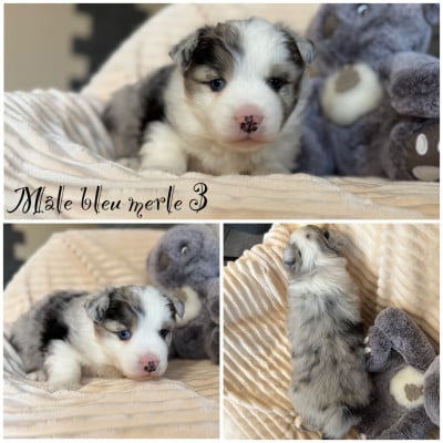 Les chiots de Berger Américain Miniature