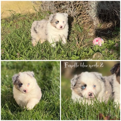 Les chiots de Berger Américain Miniature