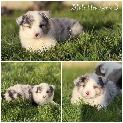 Les chiots de Berger Américain Miniature