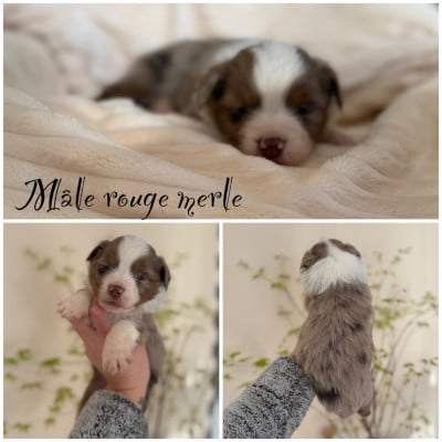 Les chiots de Berger Américain Miniature