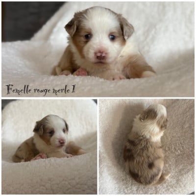 Les chiots de Berger Américain Miniature